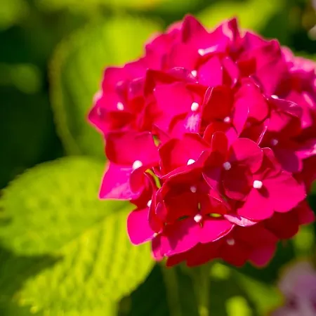 Veroeva Apartament *